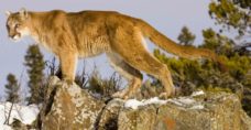 Colorado runner kills cougar in self-defence after attack