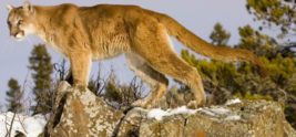 Colorado runner kills cougar in self-defence after attack