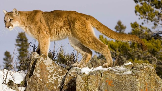 Colorado runner kills cougar in self-defence after attack