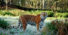 Rare Amur tiger dies in fight at Longleat Safari Park