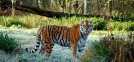 Rare Amur tiger dies in fight at Longleat Safari Park