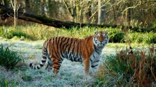 Rare Amur tiger dies in fight at Longleat Safari Park